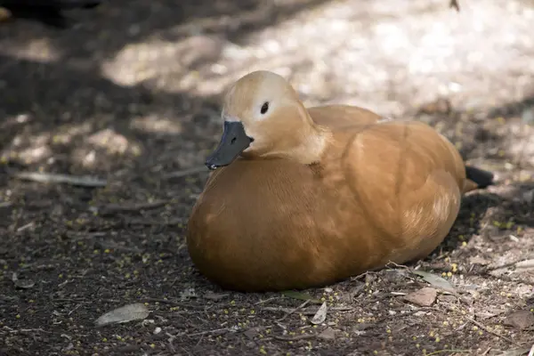 Brown duck resting — Stock Photo, Image