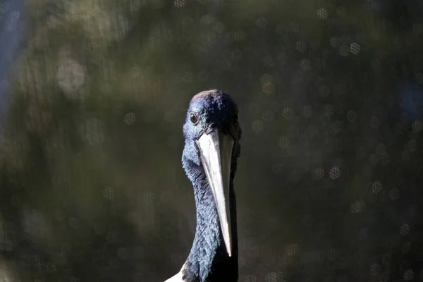 Cegonha de pescoço azul — Fotografia de Stock