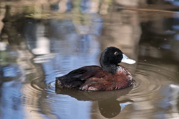 Mavi fatura ördek — Stok fotoğraf