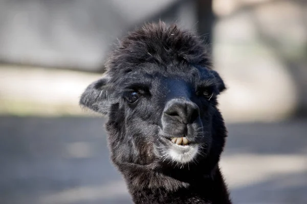 Alpaca de cerca — Foto de Stock