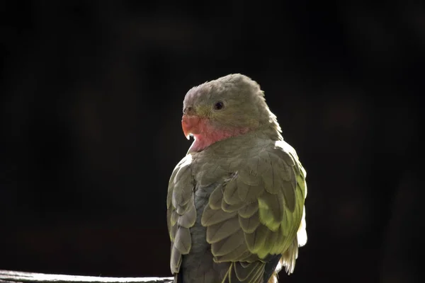 Princesa loro de cerca —  Fotos de Stock