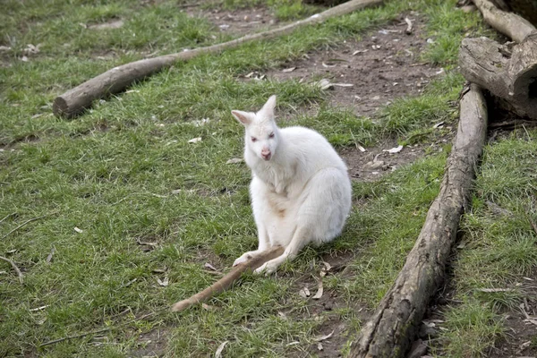 Albino wallaby sentado —  Fotos de Stock