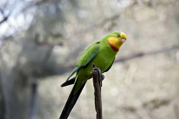 Превосходный попугай на дереве — стоковое фото