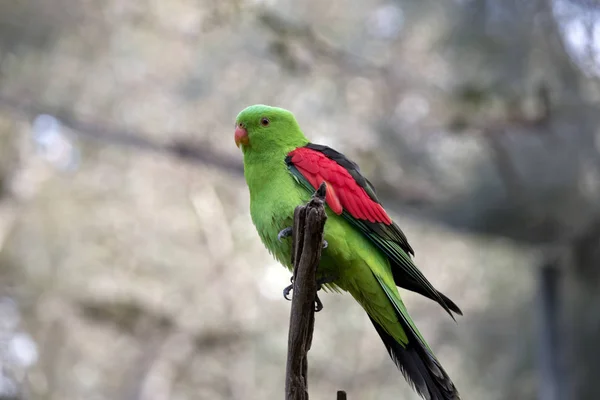 Perroquet à ailes rouges — Photo