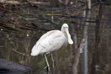 Sarı fatura kaşıkçı