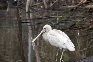 Sarı fatura kaşıkçı