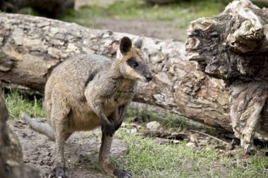 Kanguru ayakta bataklık