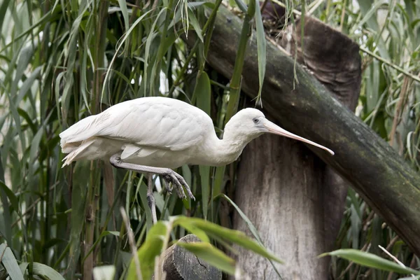 Gula fakturerade skedstork — Stockfoto