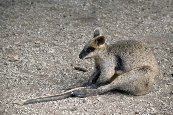 Pântano wallaby sentado — Fotografia de Stock