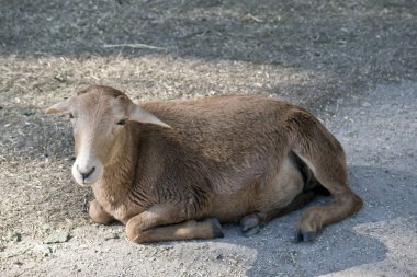 Genç keçi dinlenme