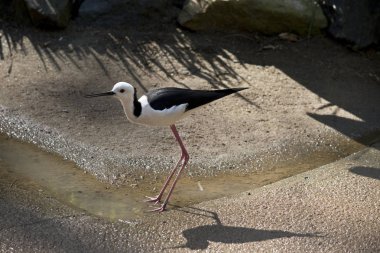 siyah kanatlı Uzunbacak