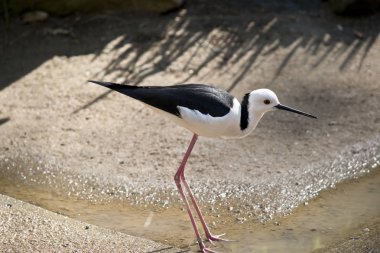 siyah kanatlı Uzunbacak