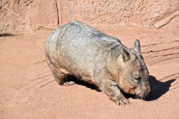 Wombat sidovy — Stockfoto