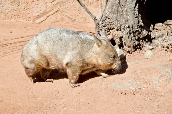 Wombat zijaanzicht — Stockfoto