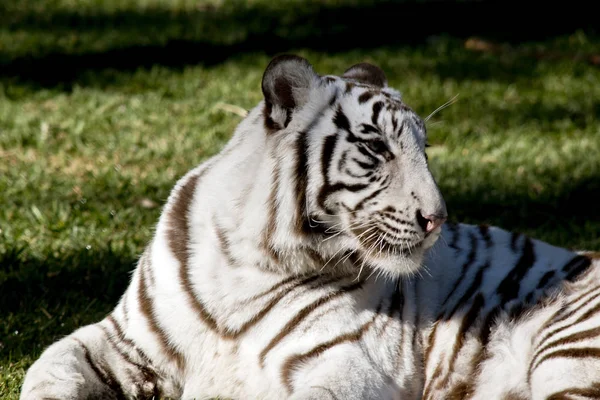 Tigre blanco de cerca — Foto de Stock