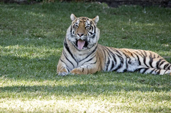 tiger close up