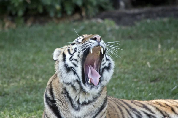 Тигр крупным планом — стоковое фото