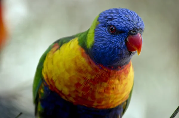 彩虹澳洲鹦鹉关闭 — 图库照片