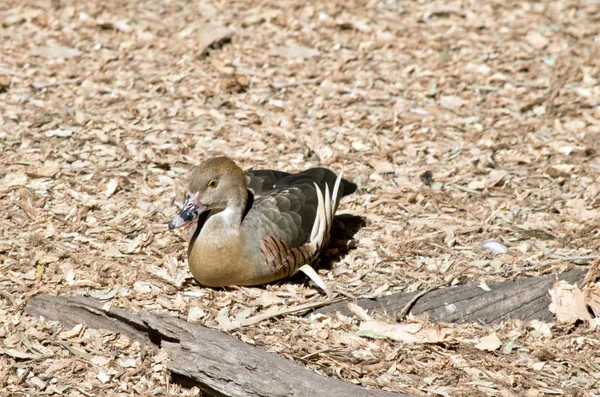 Pato silbante fontanero — Foto de Stock