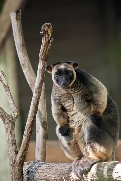 Lumholtz Tree kangaroo