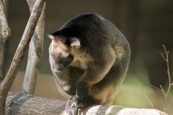 Lumholtz-Baumkänguru — Stockfoto