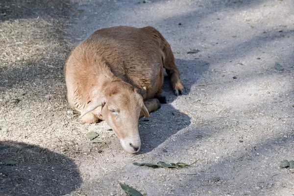 Kid or young goat — Stock Photo, Image