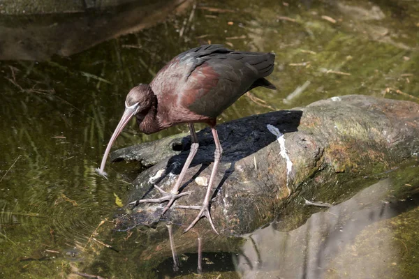 Ibis hnědý v rybníku — Stock fotografie