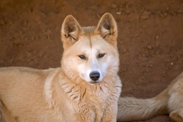 Dingo zblízka — Stock fotografie