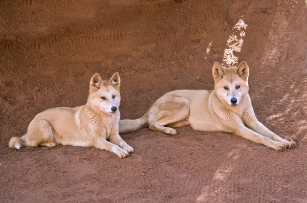 Two golden dingos — Stock Photo, Image