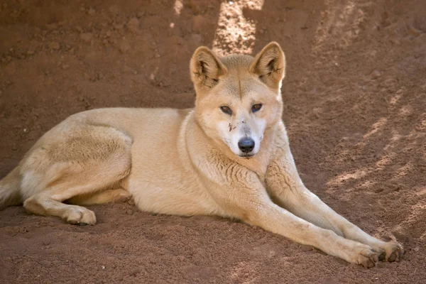 Doré dingo repos — Photo