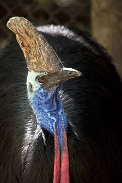 Cassowary de cerca — Foto de Stock