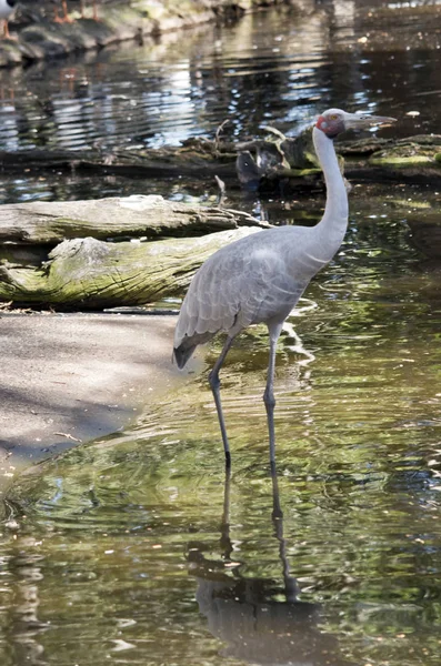 Brolga dans un étang — Photo