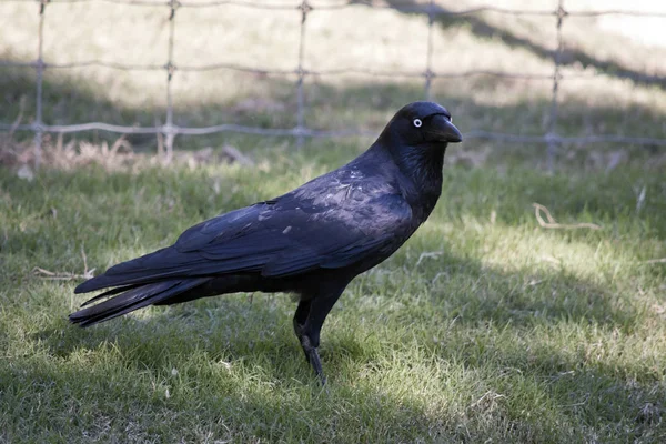 Corvo australiano preto — Fotografia de Stock