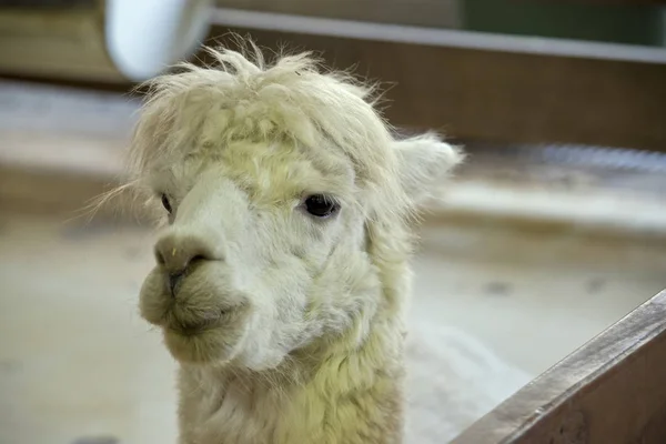 Close up alpaca — Stock Photo, Image