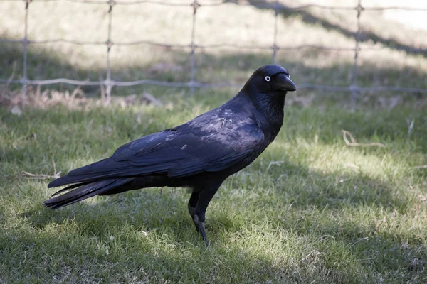 Black Australian Raven — Stock Photo, Image