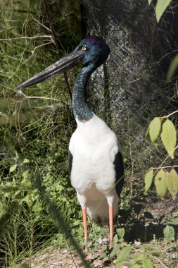 siyah boyunlu leylek