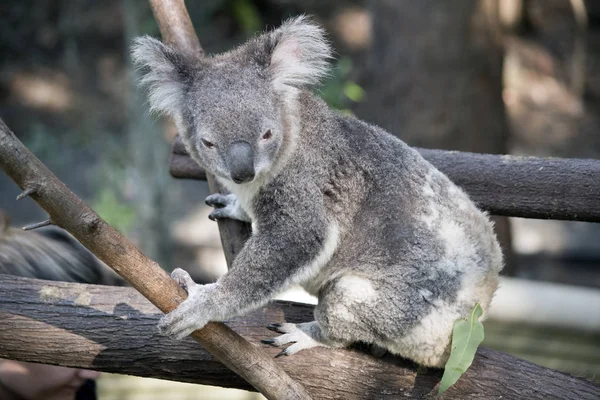 Koala en árbol — Foto de Stock