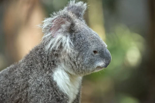 Koala aus nächster Nähe — Stockfoto