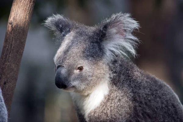 Koala zblízka — Stock fotografie