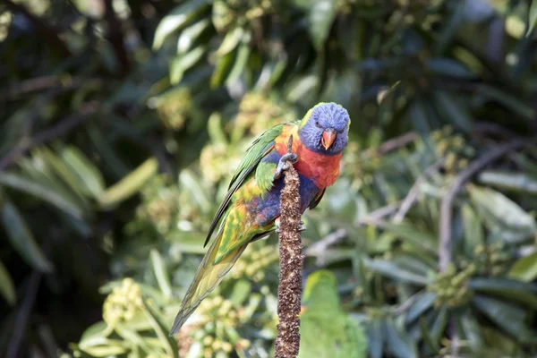 Rainbow lorikeet in tree — Stock Photo, Image