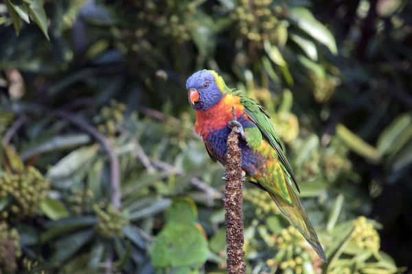 Loriquet arc-en-ciel dans un arbre — Photo