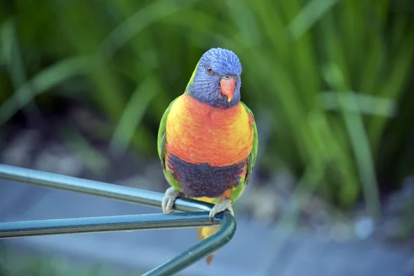 Regenboog vogels close-up — Stockfoto