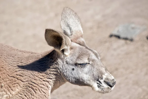 Rode reuzenkangoeroe close-up — Stockfoto