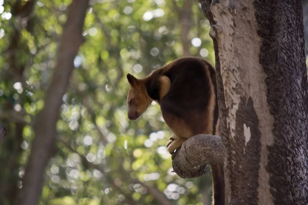 Tree kangaroo in a tree — Stock Photo, Image