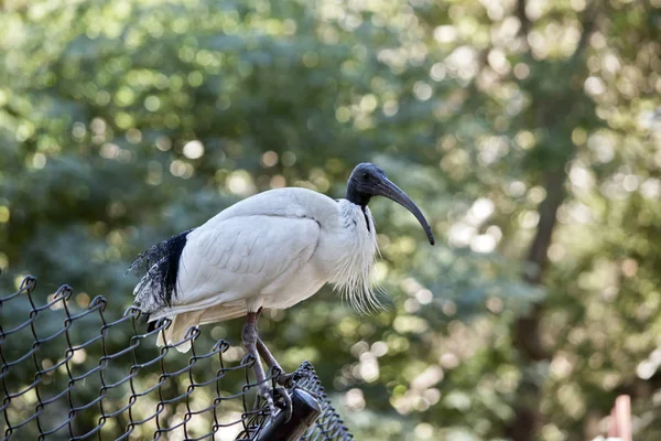 Bílá ibis zblízka — Stock fotografie