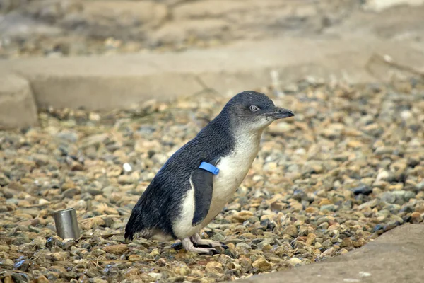 Hada pingüino vista lateral —  Fotos de Stock