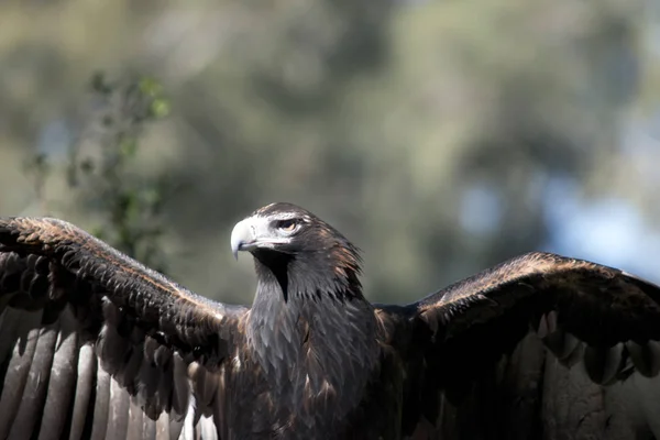 Coin queue aigle — Photo