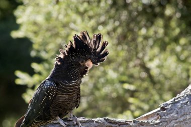 kadın kırmızı kuyruklu kara Kakadu