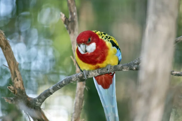 Eastern rosella parrot — Stock Photo, Image