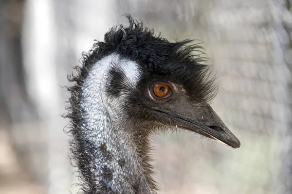 Emu close up — Stock Photo, Image